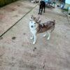 NIKITA - Femmina  - 1 anno (nata ad Ottobre 2024)  - Husky  - Taglia: Media  - Carattere: dolce, coccolona e buona Foto 4